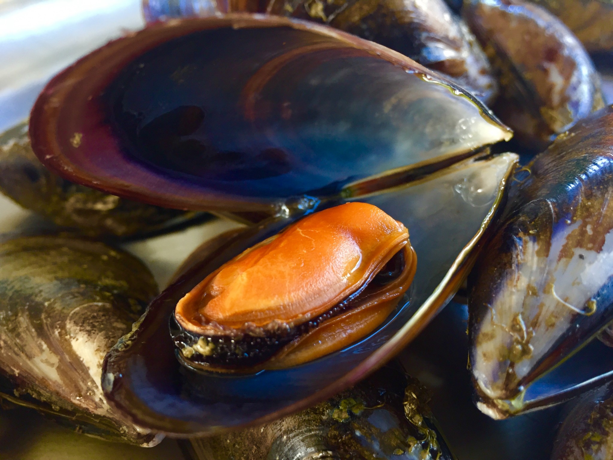 Mejillón de las Rías Gallegas, Biología y Cultivo | Guíate Galicia