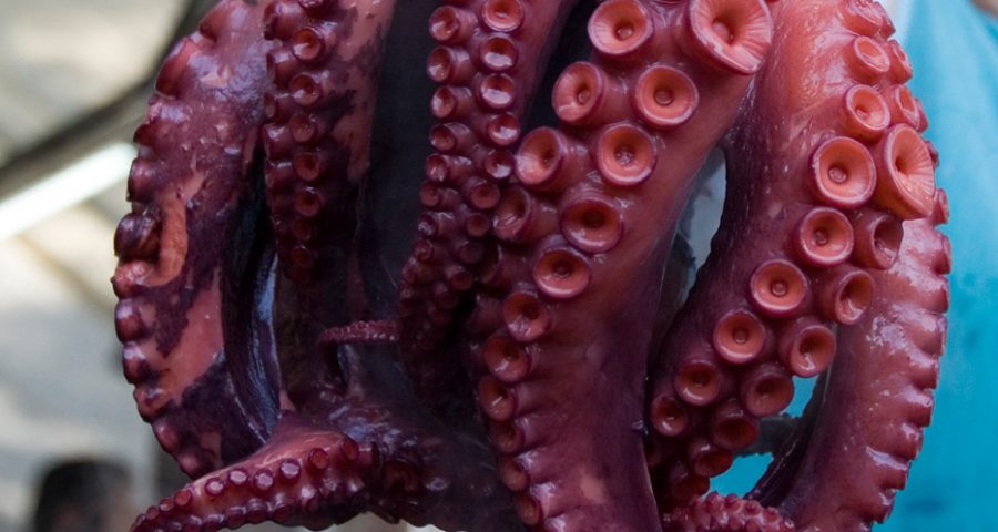 Pulpo á Feira, 3ª Maravilla Gastronómica De España