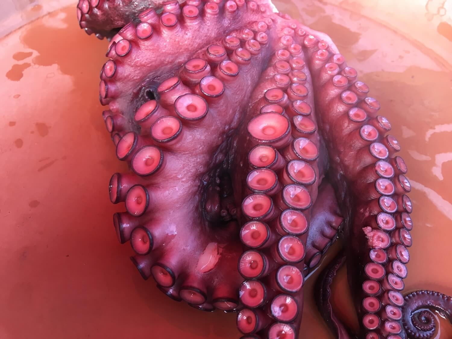 Pulpo Guíate Galicia