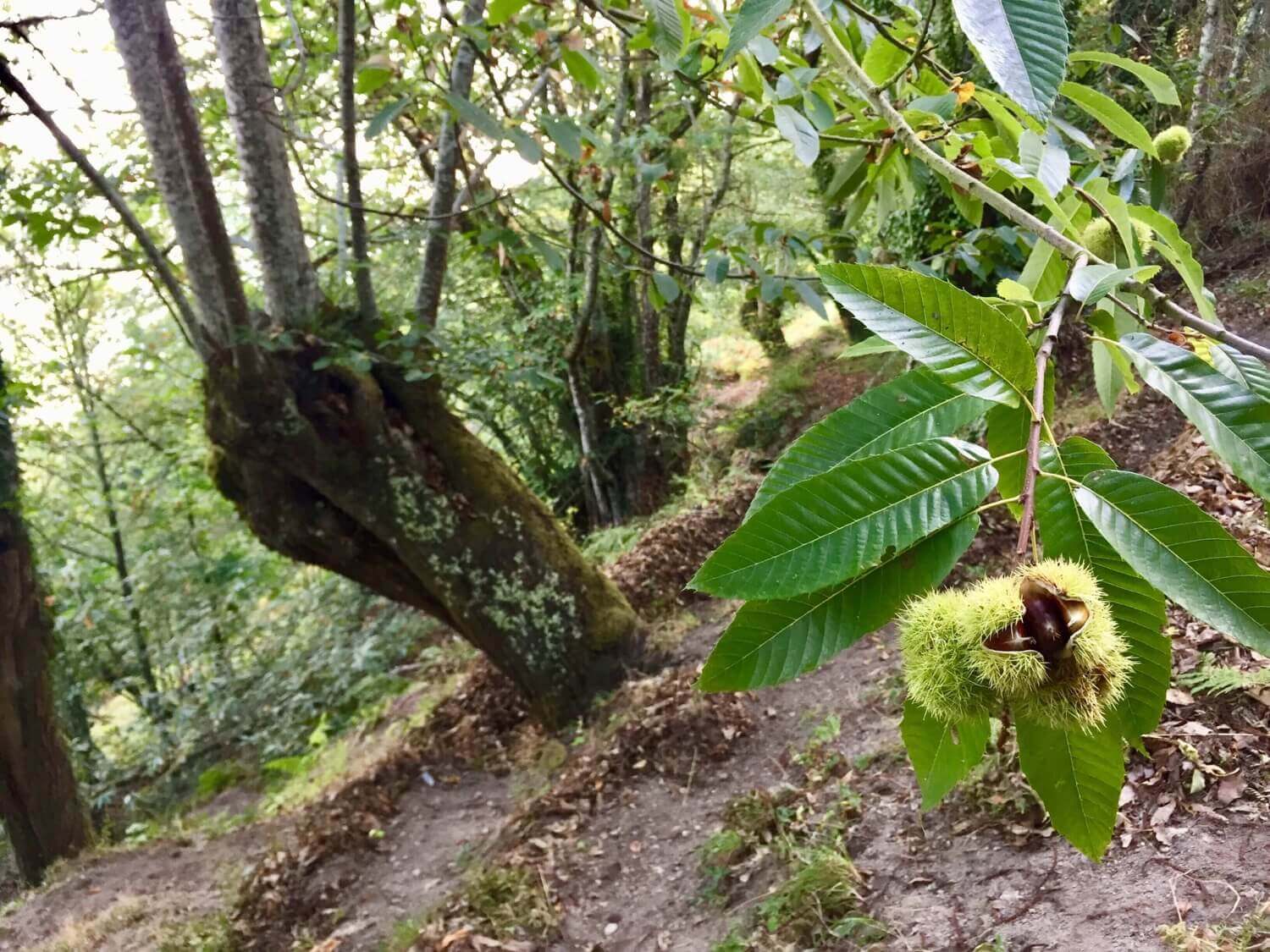 Castañas de Galicia Guíate Galicia