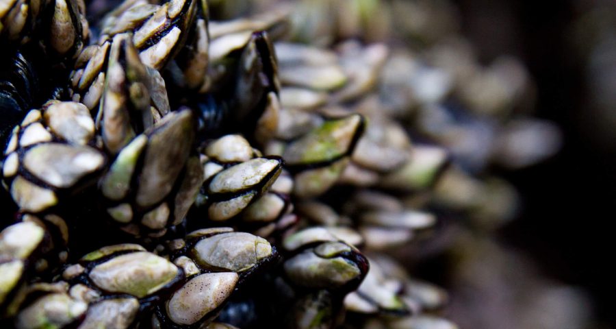 ¡Percebes De Los Acantilados Gallegos!