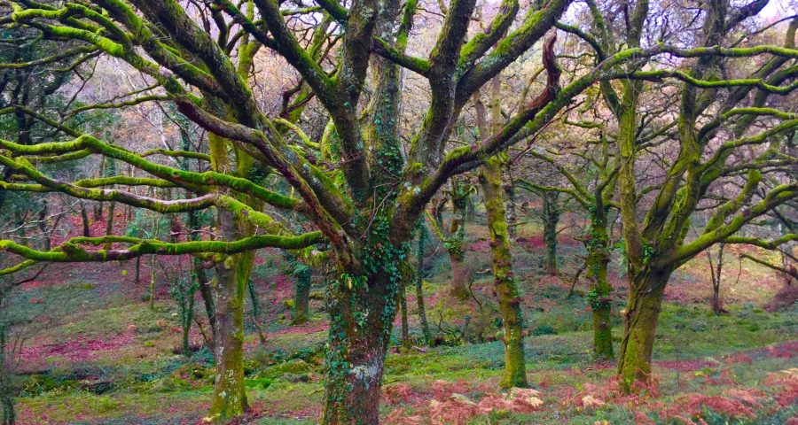 Bosques De Galicia Guíate Galicia