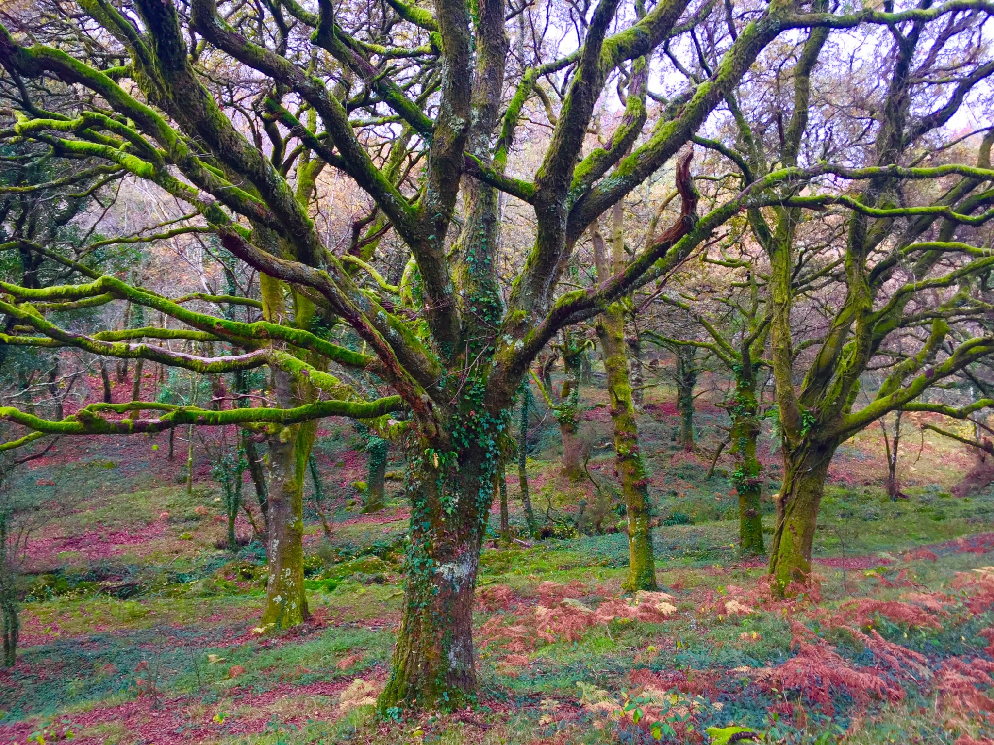 Bosques de Galicia Guíate Galicia