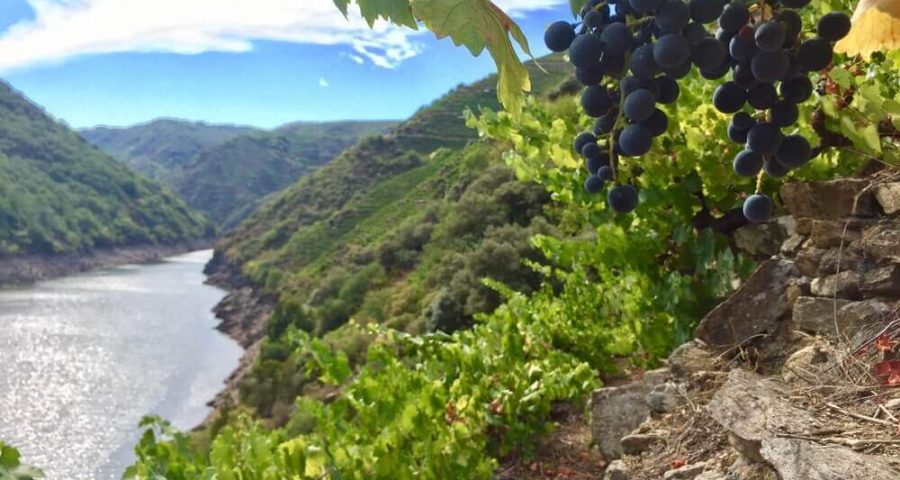 Galicia Nominada A Mejor Zona Vitivinícola Del Mundo 2017