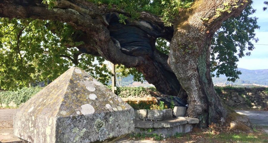 Carballo De Santa Margarita, 3º Premio Mejor Árbol De España