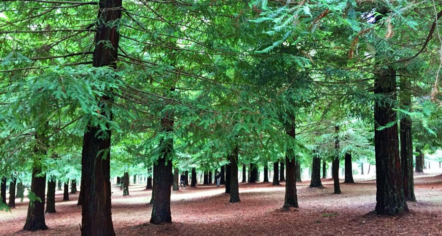 Bosque Secuoyas Rojas De Poio Guíate Galicia