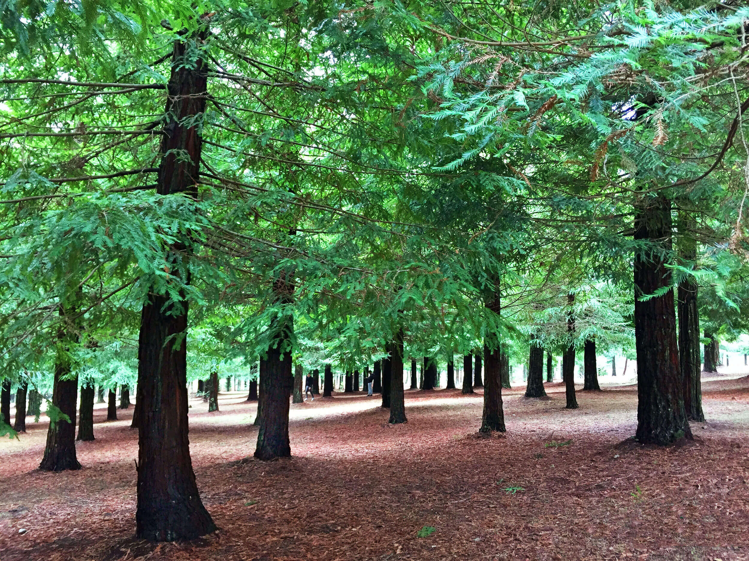 Bosque Secuoyas Rojas de Poio Guíate Galicia