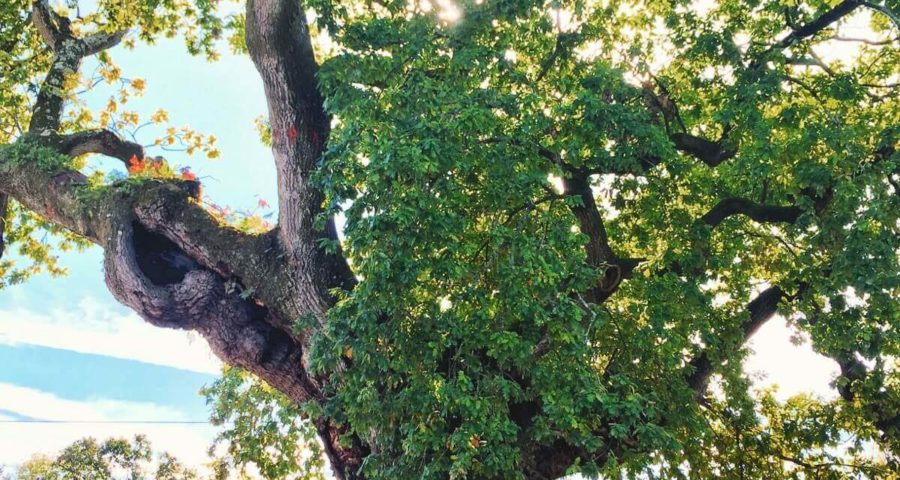 El Carballo De Santa Margarita, Árbol Singular De Galicia