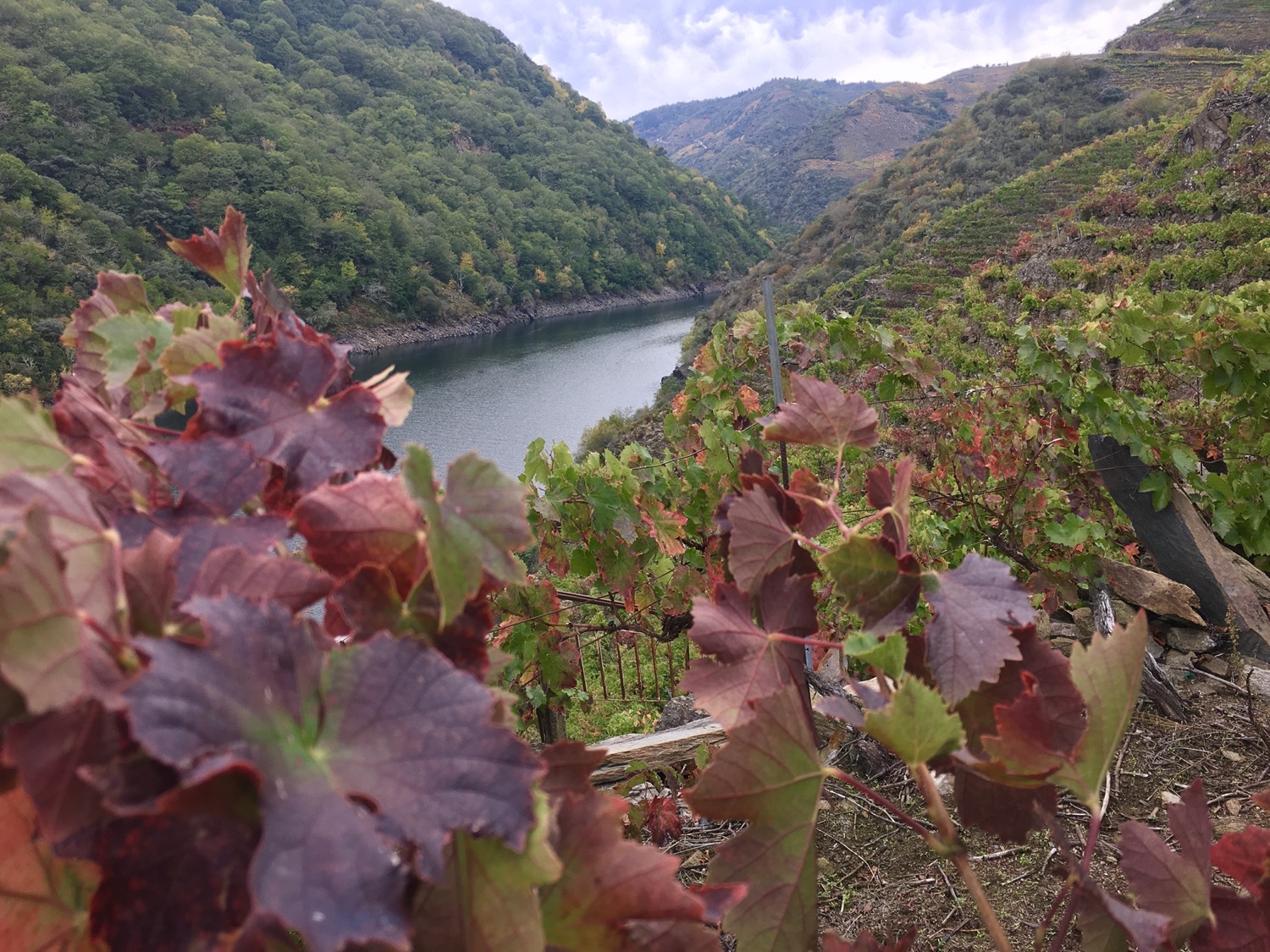 Viticultura Heroíca Guíate Galicia
