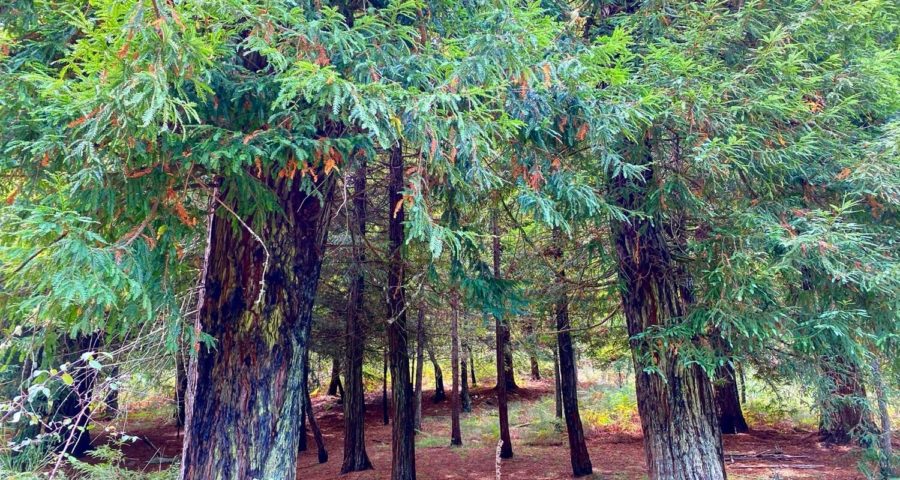 40 Sequoyas Del Monte Pena Da Moa Salen Del Olvido