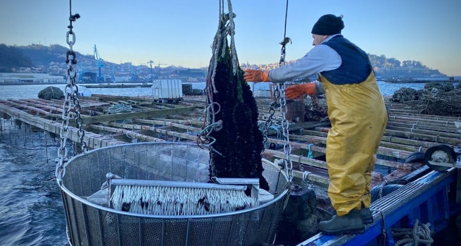 ¿Sabes Cómo Se Cultivan Los Mejillones En Las Bateas?