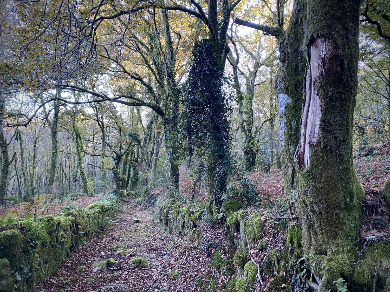 Puentes Singulares Cerdedo-Cotobade Guíate Galicia