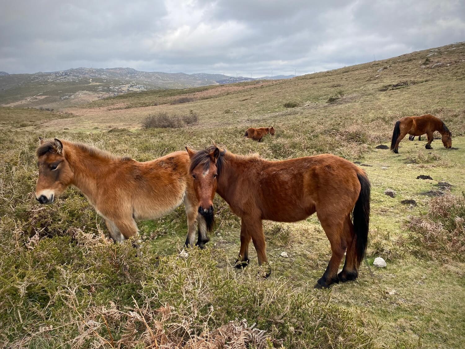 Ruta dos Chozos Guíate Galicia