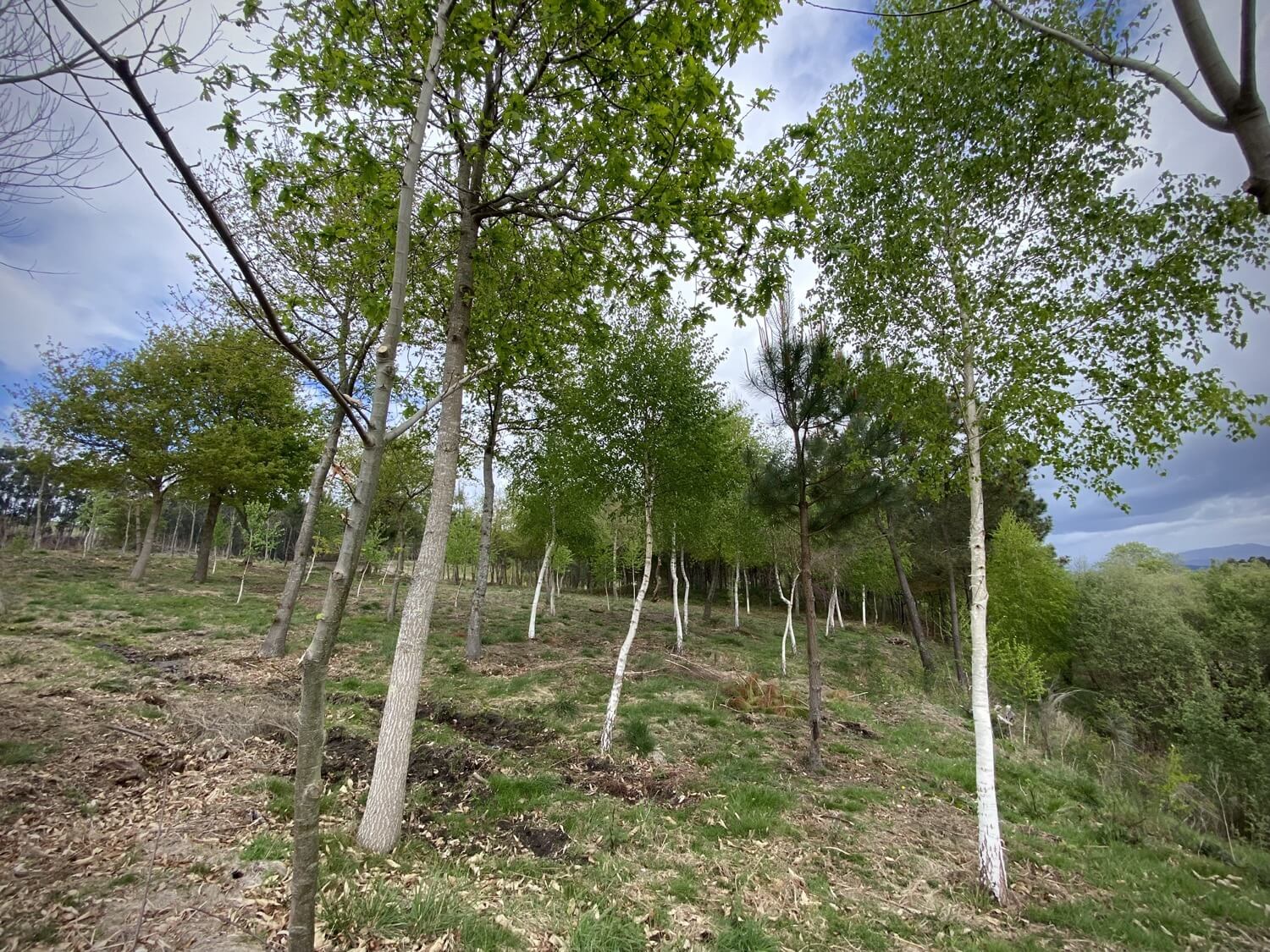 Parque Etnoarqueolóxico Salcedo Guíate Galicia